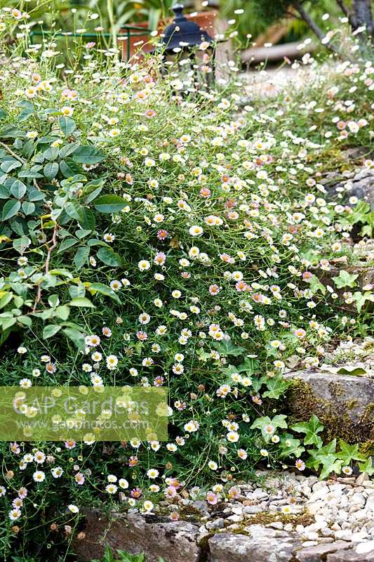 Jackie Healy's garden near Chepstow. Early autumn garden. Erigeron karvinskianus soften steps