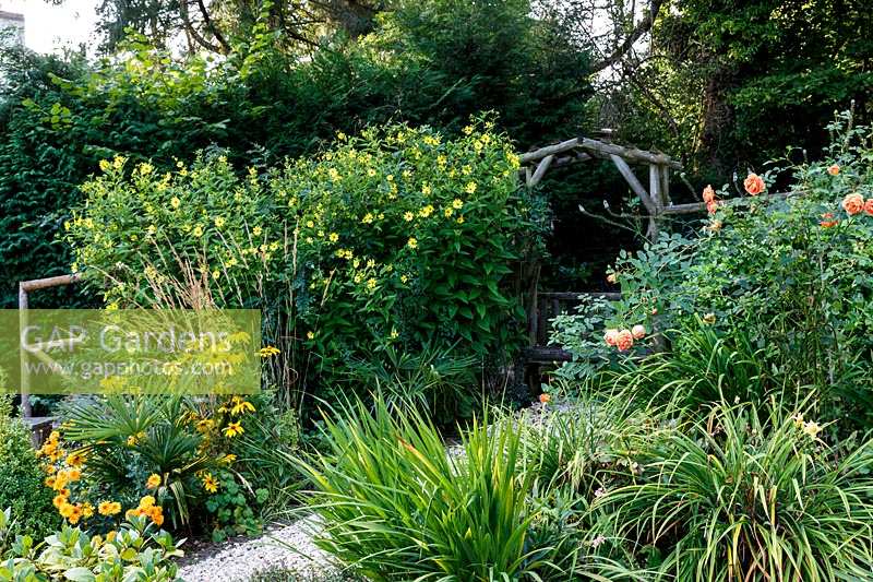 Jackie Healy's garden near Chepstow. Early autumn garden. Rudbeckia, Rosa 'Lady Of Shallot' and Helianthemum 'Lemon Queen' grow around rustic wooden arbour