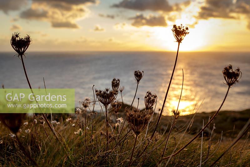 Evening sun at Prawle Point, South Devon, UK, seed heads of wild carrot, Daucus carota