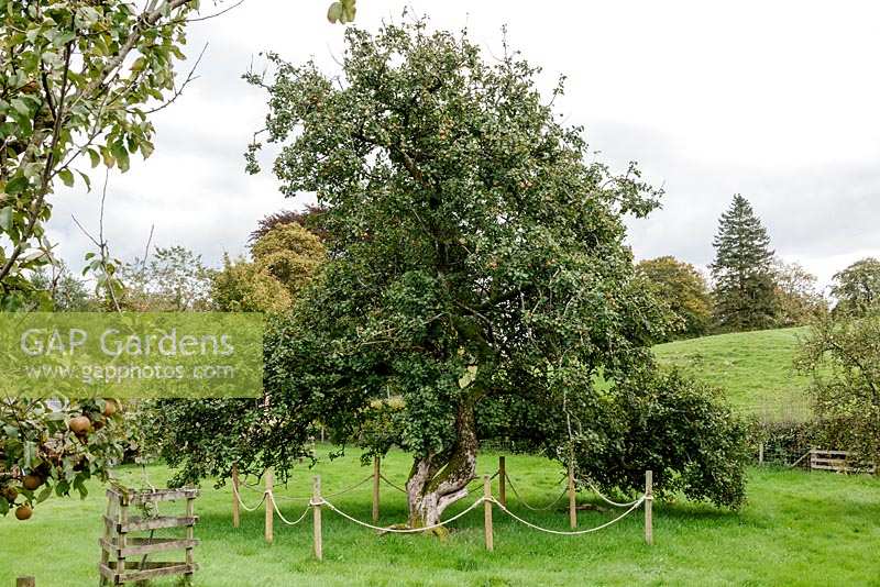 Large Apple tree in vegetable garden in  Cumbria