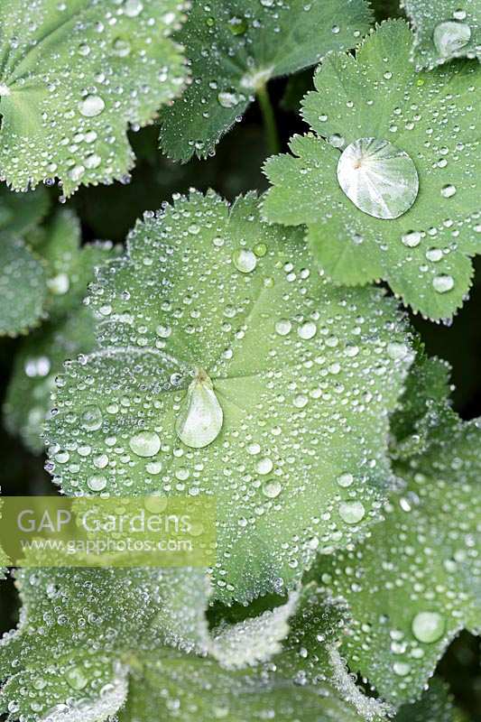 Alchemilla mollis, Lady's Mantle, foliage covered in dewdrops