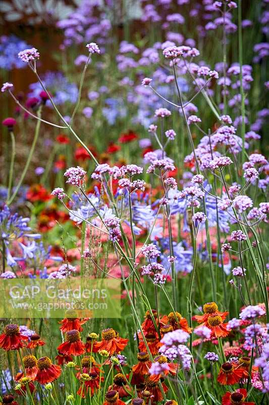 Hampton Court Flower Show, 2017. The Colour Box garden, des. Charlie Bloom. Helenium 'Moorheim Beauty' and Verbena bonariense in riot of summer colour in border