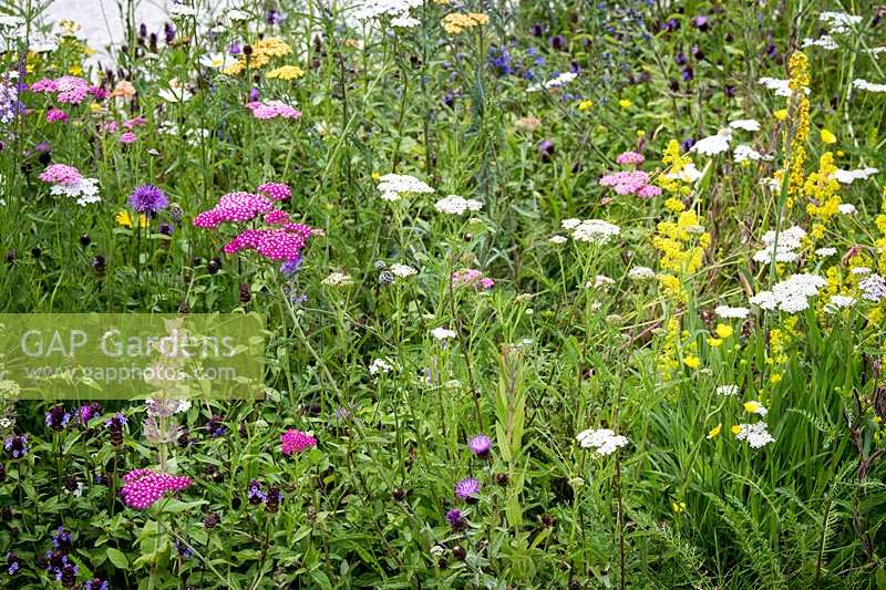 Hampton Court Flower Show, 2017. 'It's all about Community' garden, des. Andrew Fisher Tomlin and Dan Bowyer. Wildflower meadow with Verbascum, Scabious, Buttercup and Achillea