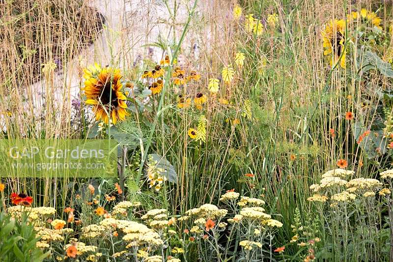 Hampton Court Flower Show, 2017. The Perennial Sanctuary garden, des. Tom Massey.  Achillea 'Terracotta', Helenium and sunflower in yellow and gold themed perennial planting