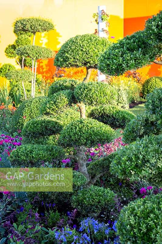 Hampton Court Flower Show, 2017. Journey Of Life garden, des. Edward Mairis. Cloud topiary plants in very colourful courtyard garden, with acrylic walls
