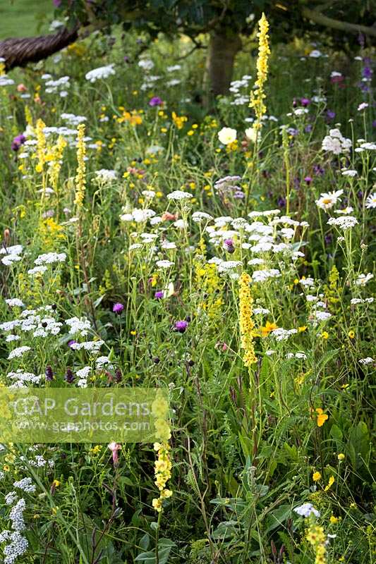 Hampton Court Flower Show, 2017. 'It's all about Community' garden, des. Andrew Fisher Tomlin and Dan Bowyer, wildflower meadow with Ammi majus, Corn Marigold and Ox Eye Daisy