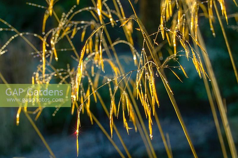Stipa gigantea ( Giant Oat Grass ) seedheads in winter