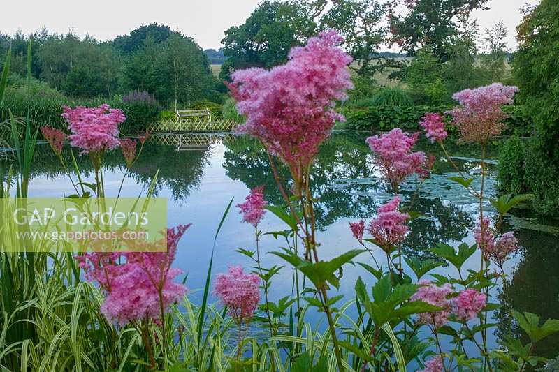 Lady Farm, Somerset, UK. ( Judy Pearce and Mary Payne ) summer, large lake with Filipendula rubra 'Venusta'