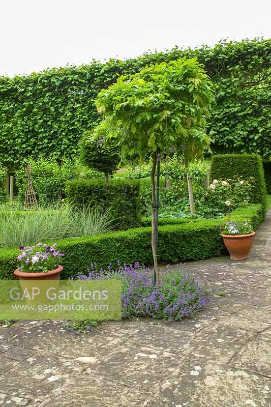 Little Malvern Court, Malvern, Worcs, UK ( Alex Berrington ) paved formal terrace area with topiary and hedging, standard Wisteria