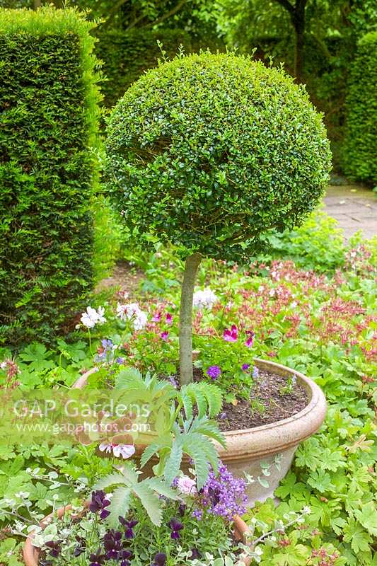 Little Malvern Court, Malvern, Worcs, UK ( Alex Berrington ) clipped box topiary, in pot,  in the rose garden