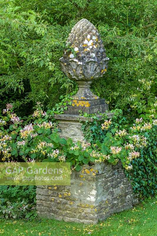 Hodges Barn, Gloucestershire, UK. Summer. Stone plinth with Honeysuckle ( Lonicera americana )