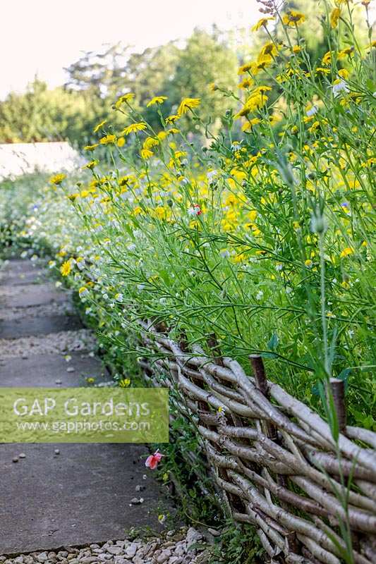 Hodges Barn, Gloucestershire, UK. Summer. Informal wild flower planting edged with woven willow hurdles