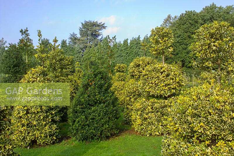 Highfield Hollies, Hants, UK. ( Mrs Louise Bendall ) Garden and nursery specialising in the breeding and sale of Holly
