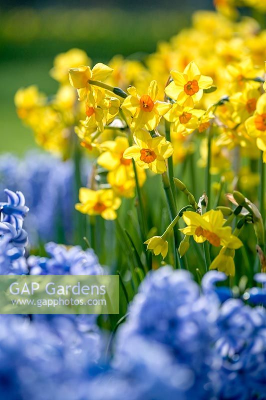 Narcissus 'Falconet' and hyacinthus 'Koh-i-Noor'