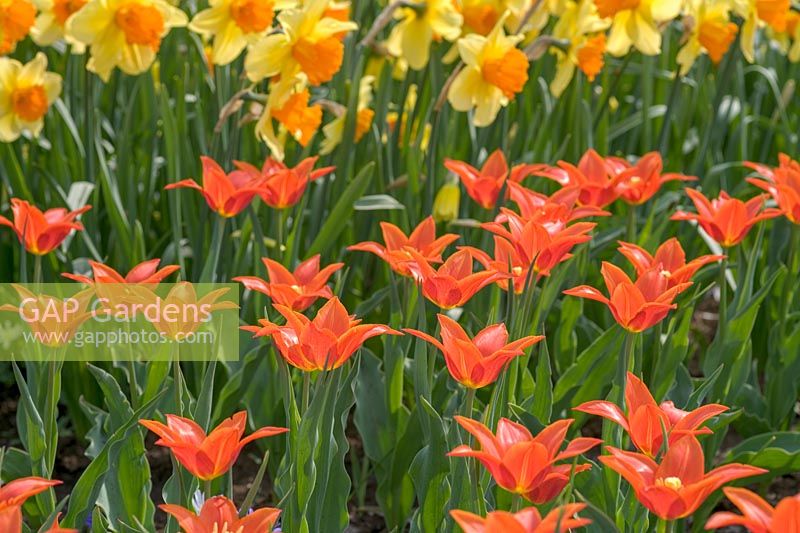 Tulipa 'Synaeda Orange' and Narcissus 'Fortissimo'