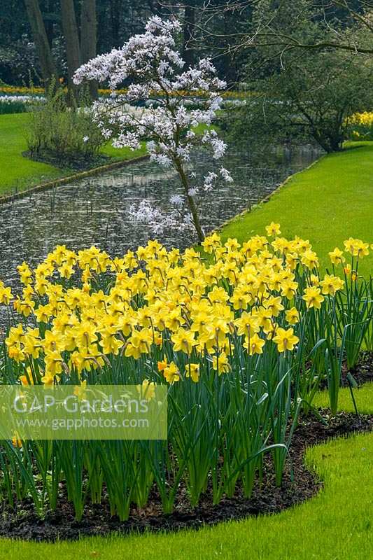 Keukenhof Gardens, The Netherlands. Spring display of bulbs in park setting. Narcissus 'Fortune'