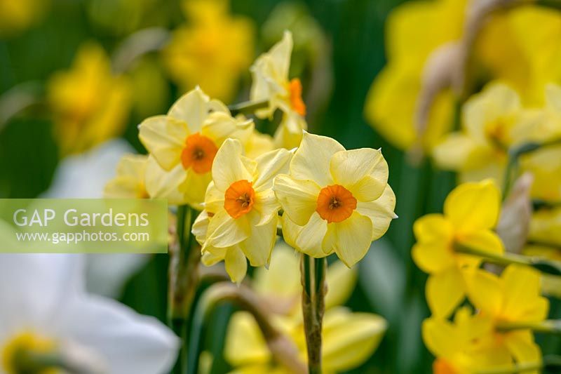 Mixed Narcissi ( Daffodils ) growiing in grass