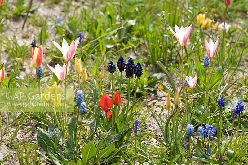Mixed Spring bulbs in meadow at Keukenhof, The Netherlands. Muscari, Tulips, Crocus and Erythroniums