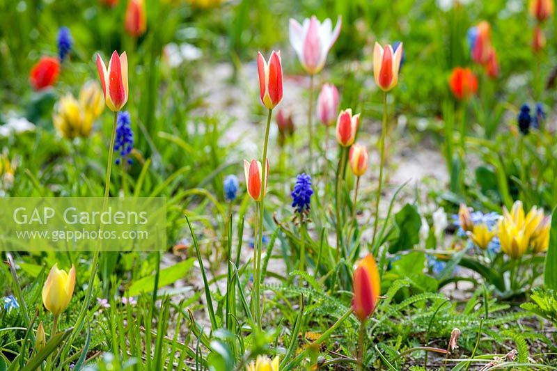 Mixed Spring bulbs in meadow at Keukenhof, The Netherlands. Muscari, Tulips, Crocus and Erythroniums