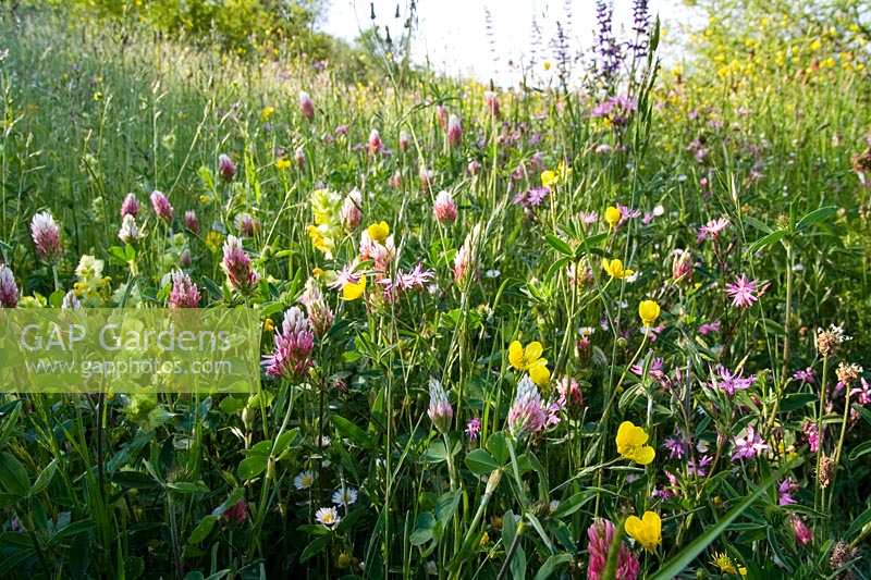 Wildflowers growing in meadows, Crimson Clover, Buttercups