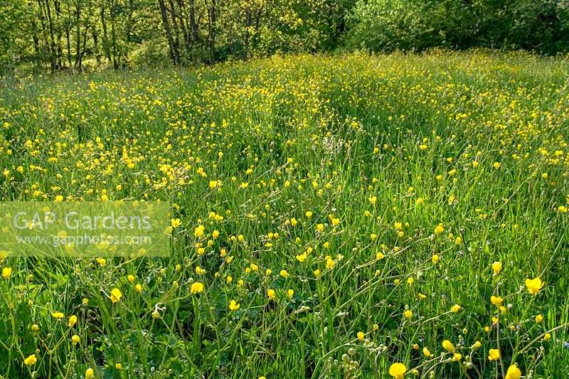 Wildflowers growing in meadows, field of buttercups