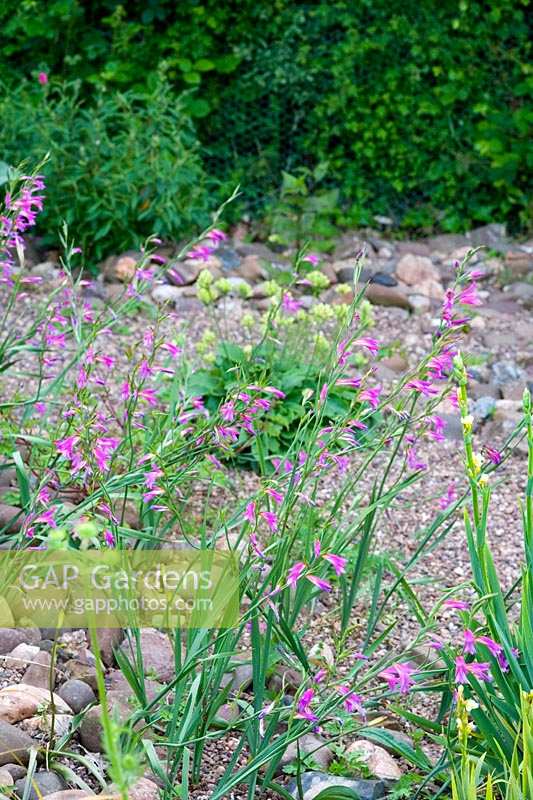 Holbrook Garden, Devon ( Hughes-Jones ) Gladiolus communis subsp. byzantinus in dry gravel garden