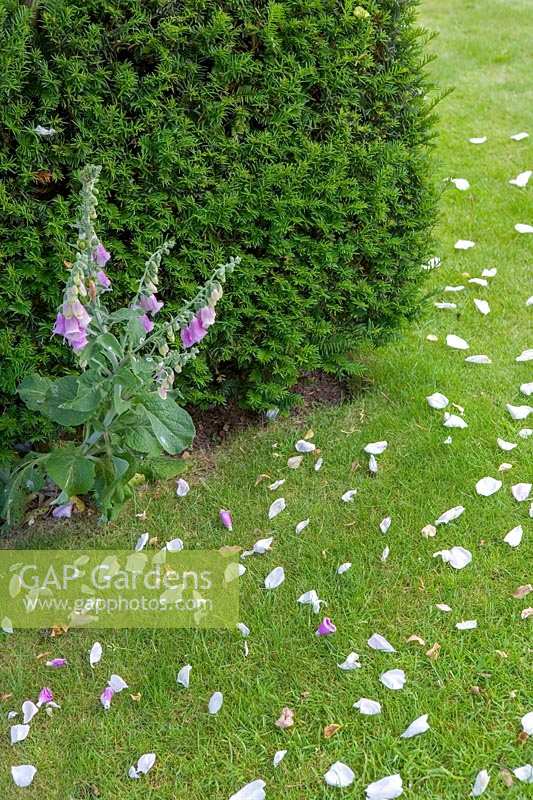 Hillesley House, Gloucestershire, UK ( Walsh ) Rose petals on grass lawn