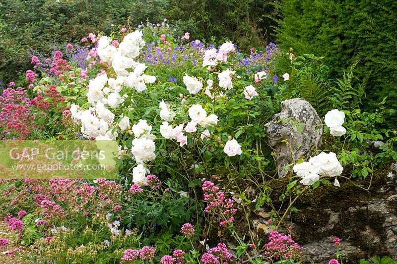 Hodges Barn, Gloucestershire, UK ( Hornby  ) informal planting of Valerian and Roses with stone lion statue