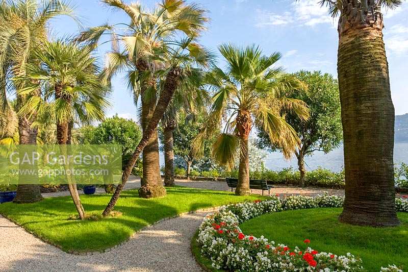 Isola Madre, Lake Maggiore, Piedmont ( Piemonte ), Italy. Palms on the terrace