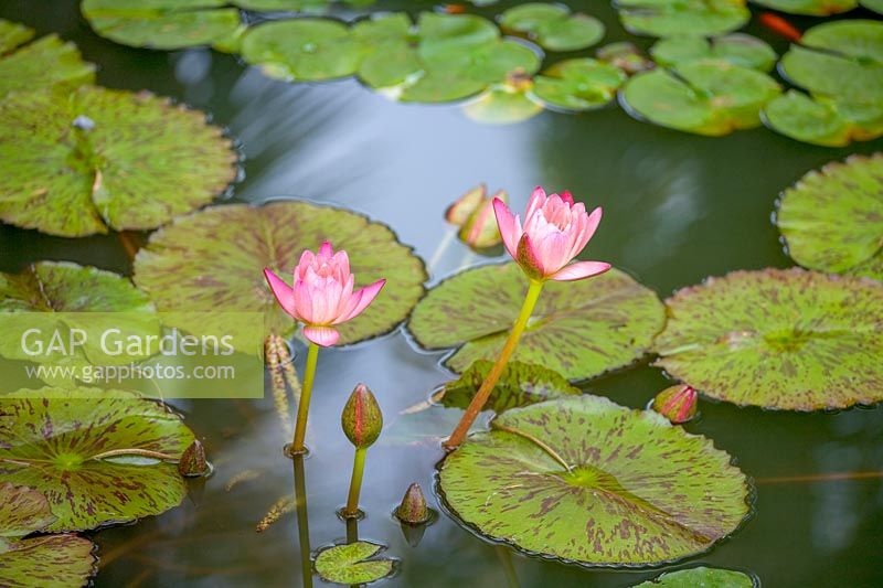 Water Lilies in pond