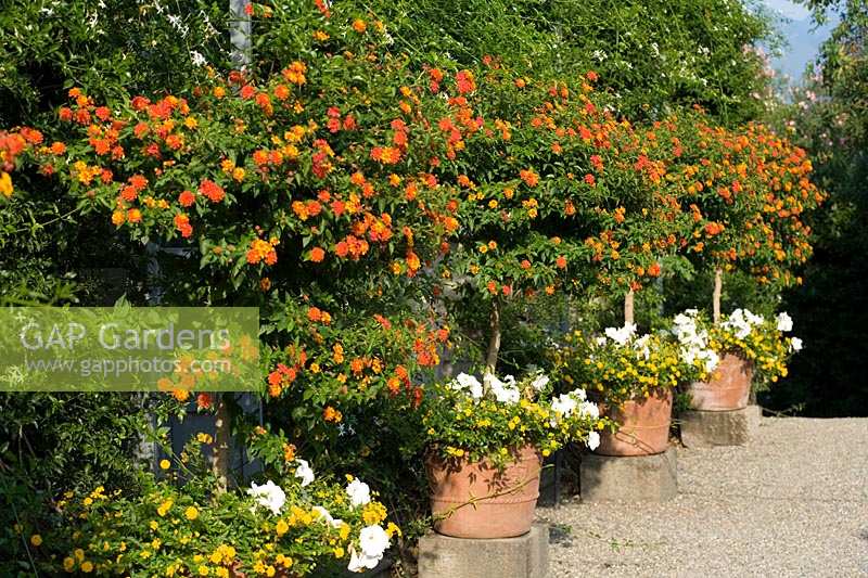 Isola Madre, Lake Maggiore, Piedmont ( Piemonte ), Italy. Verbenas planted in large pots on the sunny terrace