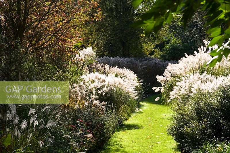 Knoll Gardens, Dorset, UK ( Neil Lucas ) autumn grass path between grasses beds