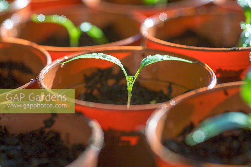 Tomato seedlings in pots in early spring