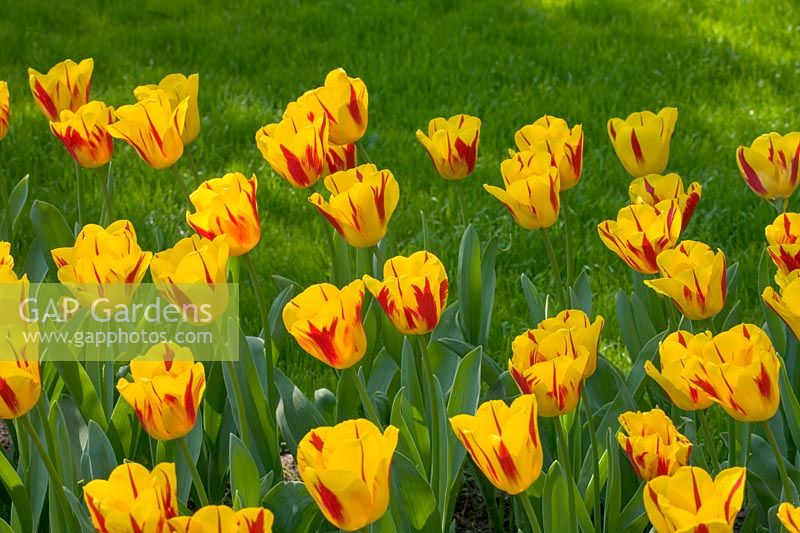 Tulipa 'Washington'