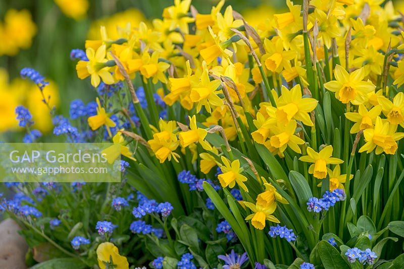 Spring Daffodils ( Narcissus 'Tete a tete' ) and Forget me Not