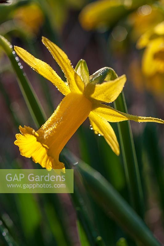 Daffodil in early spring ( Narcissus sp )