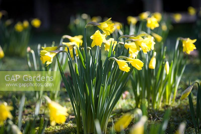 Clump of Daffodils ( Narcissus ) in spring sunlight