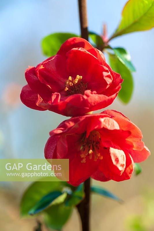 Ornamental Quince flowers in early spring( Chaenomeles sp )