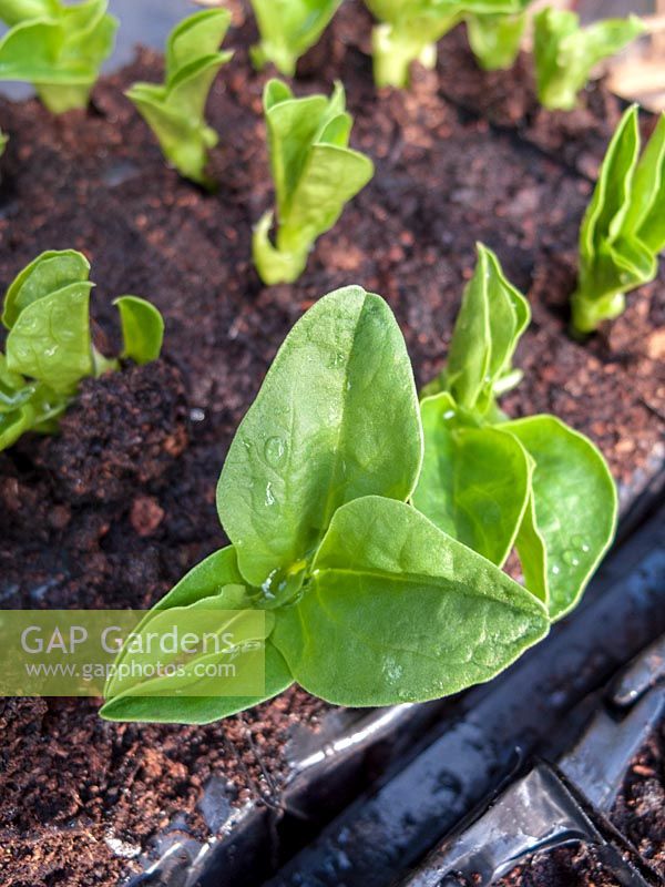 young broad bean shoots emerging in early spring