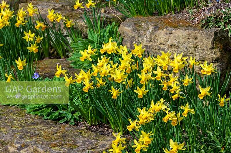 Early spring Narcissus ( Daffodils ) in rock garden