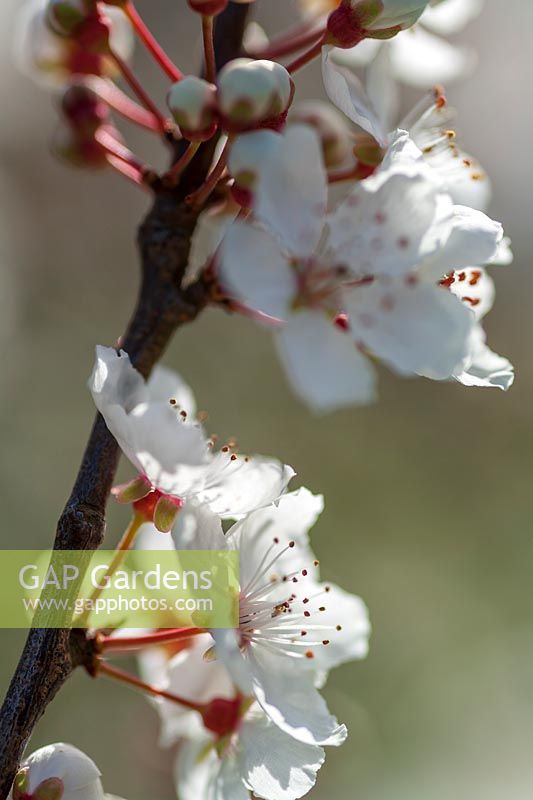 Prunus cerasifera, Cherry blossom flowers in spring
