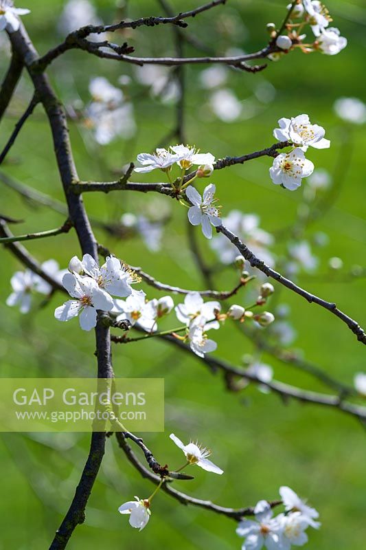 Prunus cerasifera 'Angustifolia Aureus',  Cherry blossom in spring
