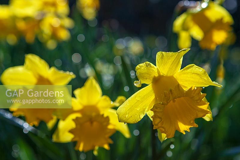 Daffodils ( Narcissus ) in early spring garden