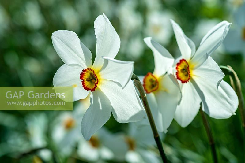 Narcissus poeticus 'var. recurvus' ( Pheasant's Eye Daffodil )