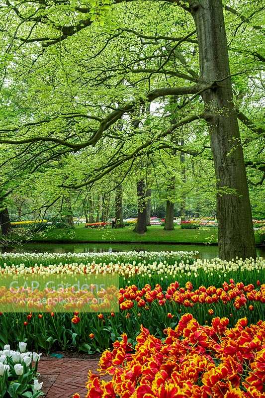 Keukenhof Gardens in spring.  Colourful spring border beneath tall beech trees