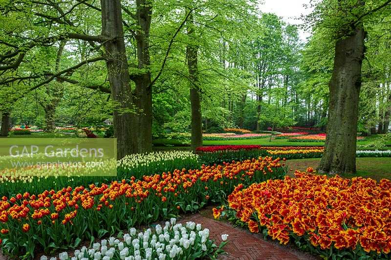 Keukenhof Gardens in spring.  Colourful spring border beneath tall beech trees