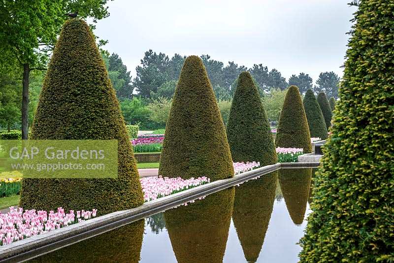 Keukenhof Gardens in spring.  Colourful spring borders around clipped topiary hedging