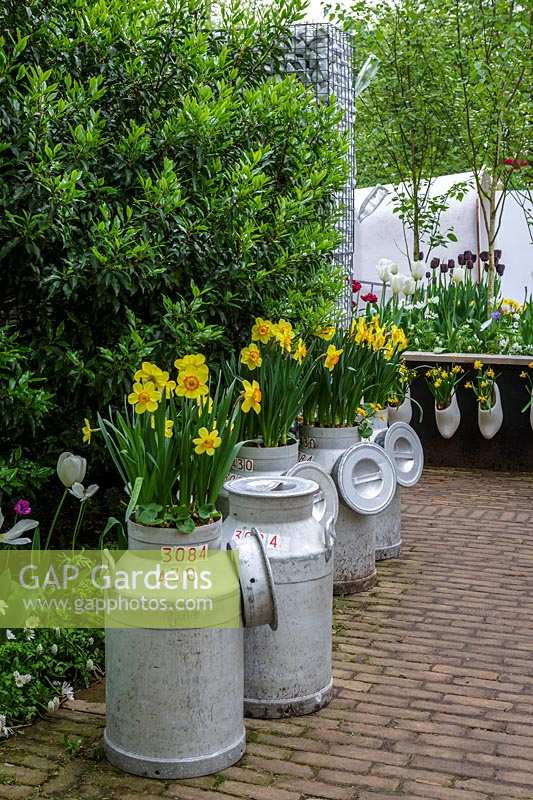 Keukenhof Gardens in spring.  Colourful spring containers made of milk churns with daffodils