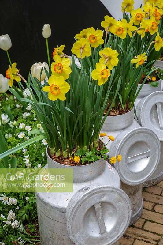 Keukenhof Gardens in spring.  Colourful spring containers made of milk churns with daffodils