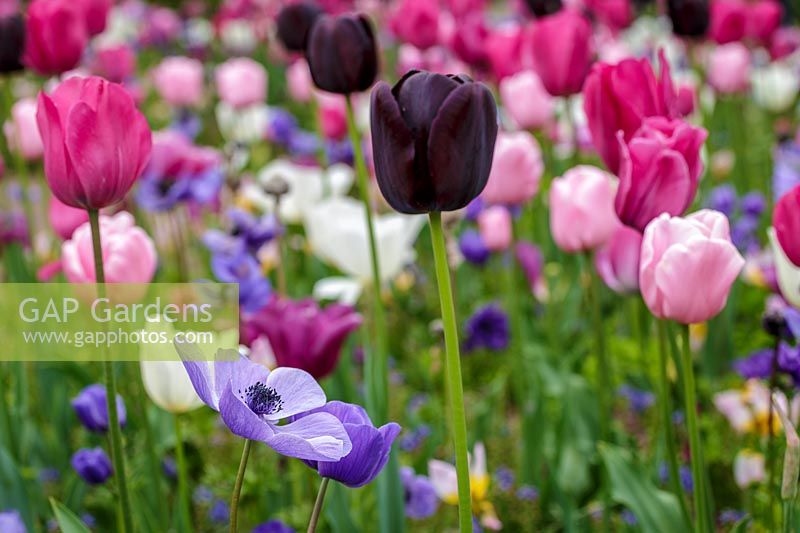 Keukenhof Gardens in spring.  Colourful spring border, pink, purples and white